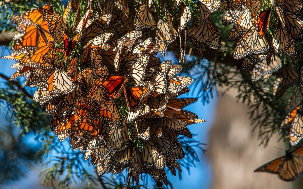 De monarchvlinder is op dit moment het enige insect op de lijst met trekdieren van het VN-verdrag uit 1979. beeld iStock