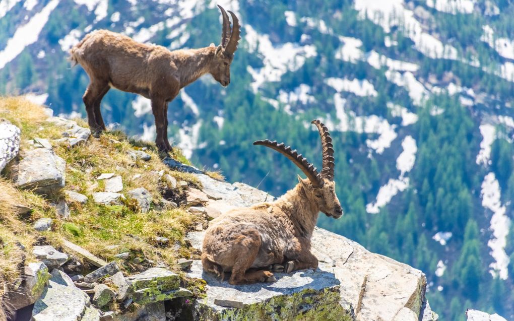 Alpensteenbok. beeld iStock