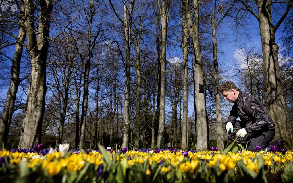 Door de hoge temperaturen voor de tijd van het jaar staat veel in de natuur relatief vroeg in bloei. beeld ANP, Koen van Weel