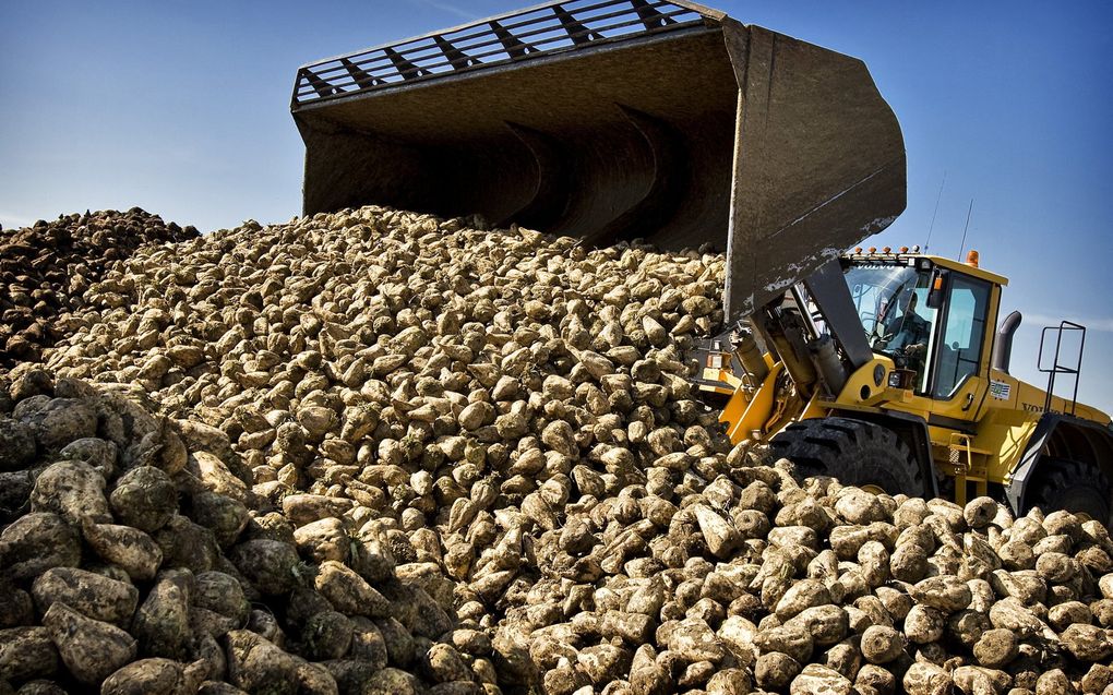 Bieten op het terrein van de suikerfabriek in Vierverlaten. beeld ANP, Koen van Weel