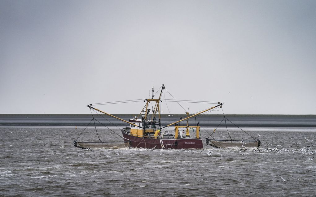 Een garnalenkotter op de Waddenzee. beeld ANP, Siese Veenstra