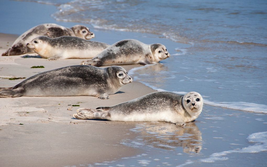 Geluiden klinken om de Waddenzee rechten toe te kennen. In 2019 nam de Friese gemeente Noardeast-Fryslân hierover een motie aan. beeld GettyImages