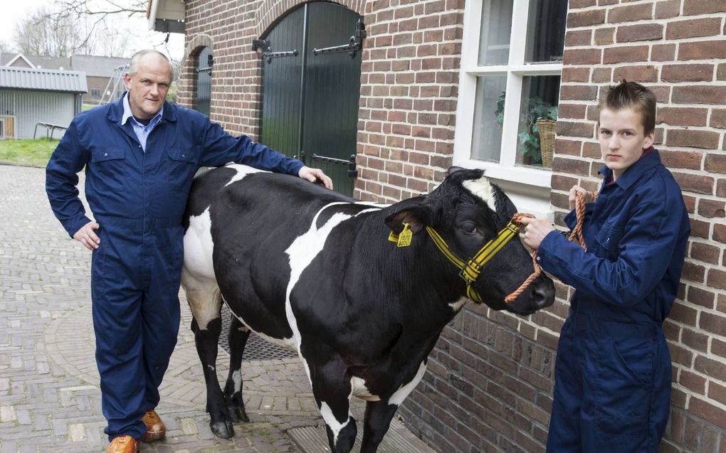 Karel (l.) en Frits Hardeman uit Overberg komen zaterdag met hun dikbilrunderen naar de paasveetentoonstelling in Rhenen. beeld RD, Anton Dommerholt