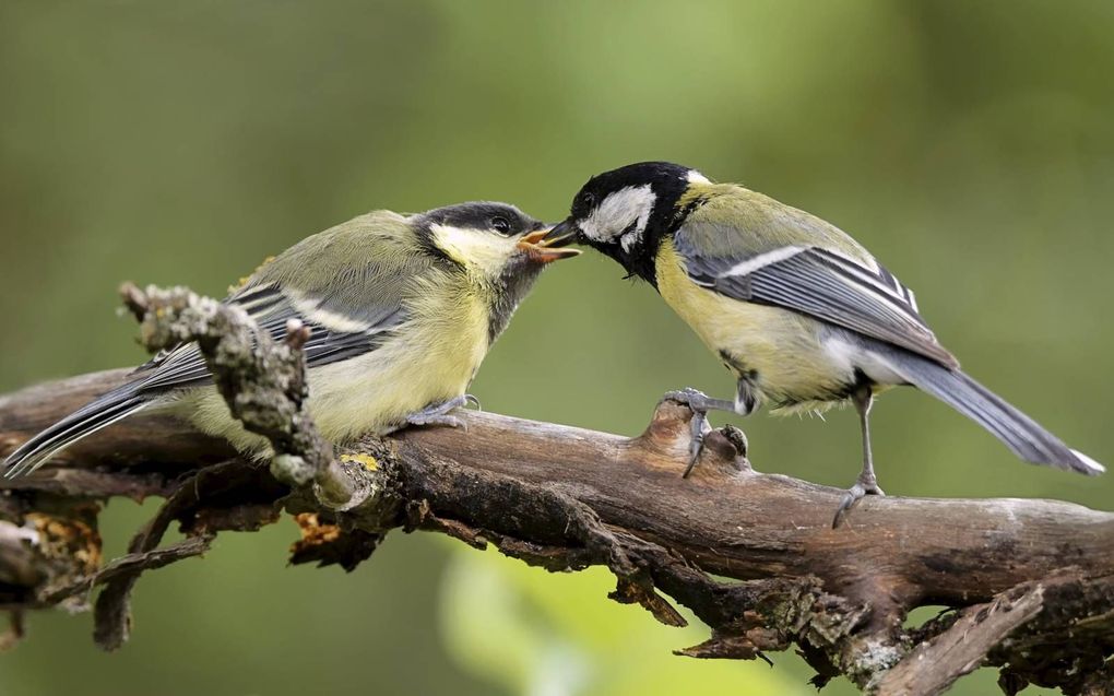 Mezen zijn gek op buxusmotrupsen en voeren ze enthousiast aan hun jongen. beeld Shutterstock