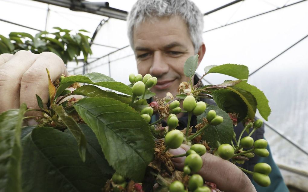 Fruitteler Bart Verwoert heeft dankzij de warme zomer een grote oogst met dubbele kersen. Beeld Gert Janssen