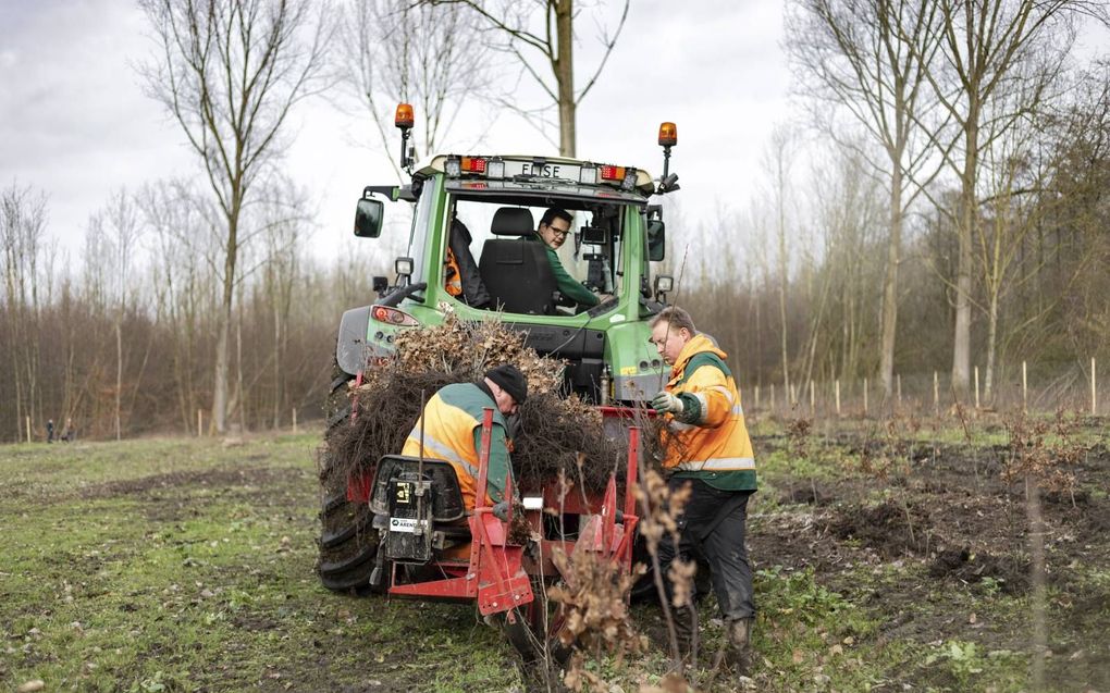 Shell investeert 17,4 miljoen euro waardoor de komende twaalf jaar ruim 5 miljoen nieuwe bomen kunnen worden geplant.  beeld Staatsbosbeheer