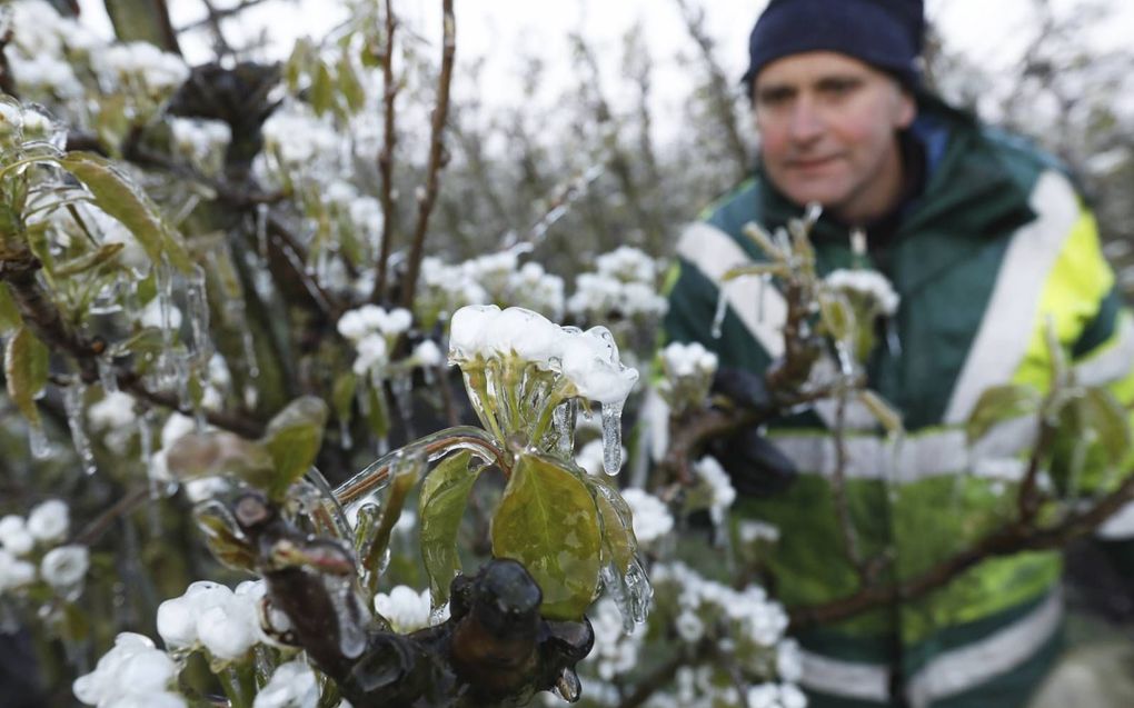 Om vijf uur zaterdagochtend zijn de knoppen aan de bomen van Thomas de Vree ingepakt in een dikke ijslaag. beeld VidiPhoto