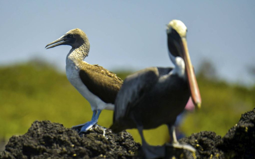 Mooie vogels op de Galapagoseilanden. beeld AFP, R. Buendia