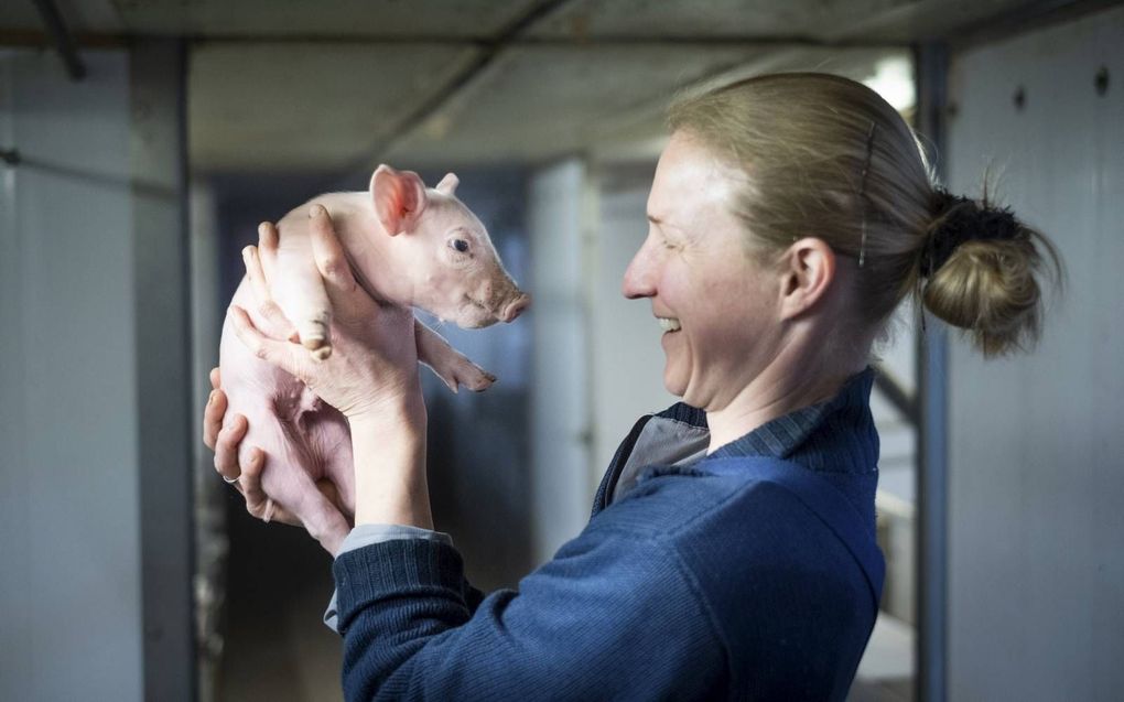 Een van de charmes van de varkenshouderij is voor Nieske Neimeijer het speelse van de biggen. beeld Sjaak Verboom