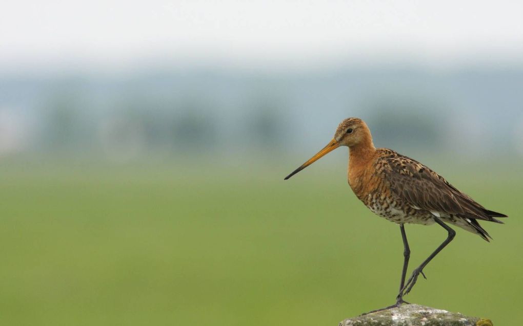 Weidevogels zoals de grutto hebben dit voorjaar veel last van de droogte. beeld Vogelbescherming