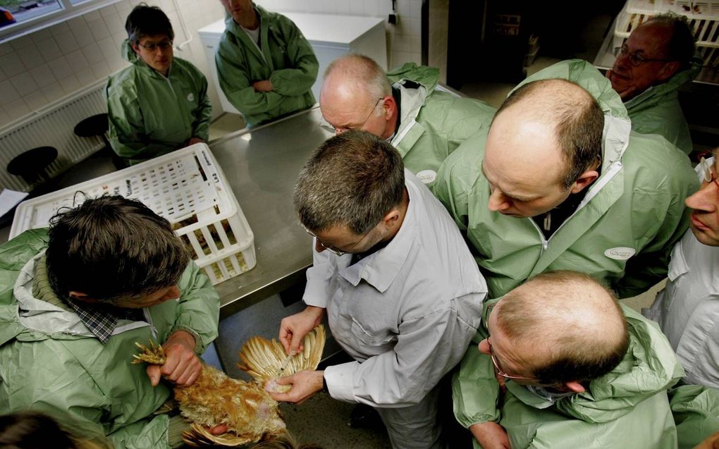 Honderd jaar geleden werd de Gezondheidsdienst voor Dieren opgericht. Foto: dierenartsen wonen in 2006 een informatie- en trainingsmiddag bij met het oog op een vaccinatie van scharrelkippen.  beeld ANP, Robin Utrecht