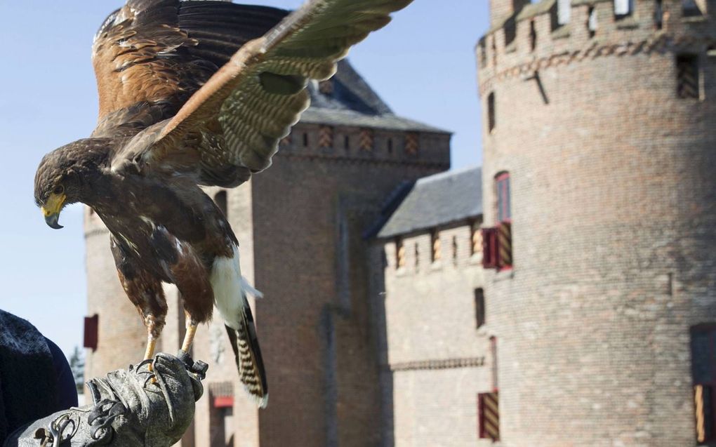 Valk met valkenier bij het Muiderslot. beeld RD, Anton Dommerholt