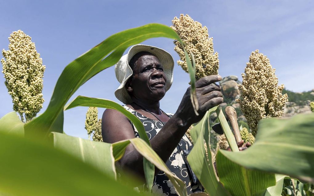 Een eerlijke kans voor lokale productie en verkoop in ontwikkelingslanden vraagt om maatwerk. beeld AFP, Jekesai Njikizana