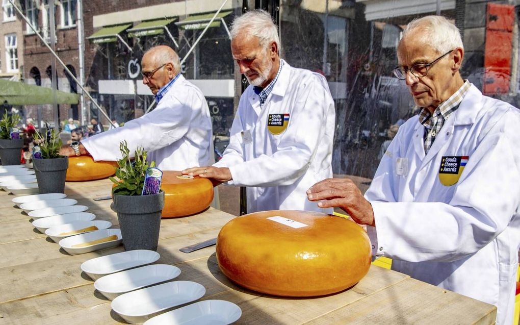 Keurmeesters halen boorsels uit de aangeleverde kazen tijdens de finale van de Gouda Cheese Awards.  beeld ANP, Robin Utrecht