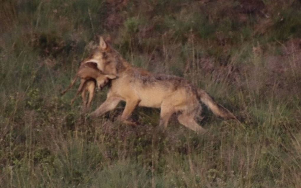 Benny Pieters uit Epe liep een jagende wolf tegen het lijf en wist het dier te fotograferen.  beeld Benny Pieters/De Faunabescherming