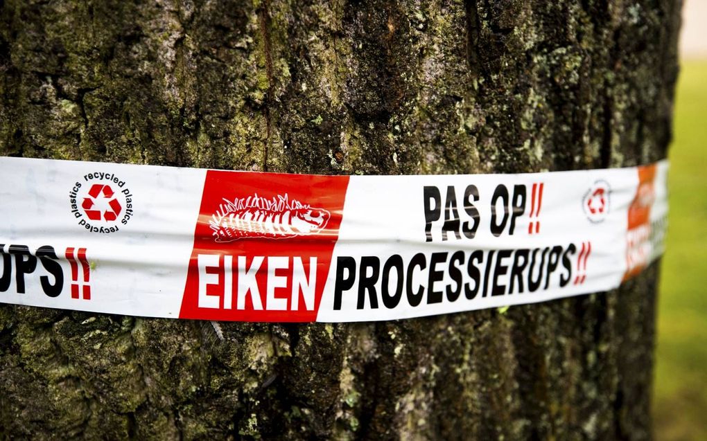 Boeren en tuinders kunnen beter geen hooi of groente oogsten in de buurt van een besmette boom. beeld ANP, Jeroen Jumelet