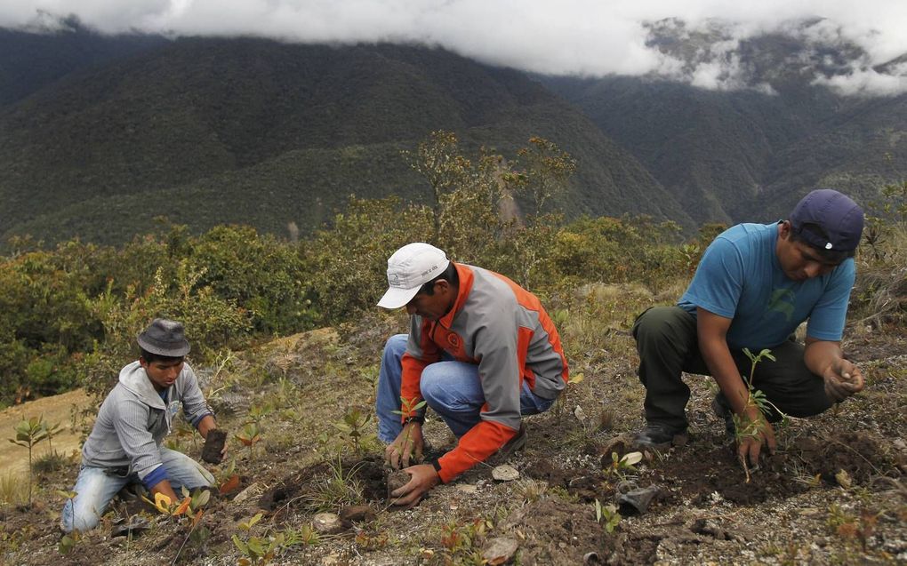 Bosbouwers planten in Peru nieuwe boompjes aan. Bosaanplant is een van de grootste bondgenoten tegen klimaatverandering.  beeld Reuters, Enrique Castro