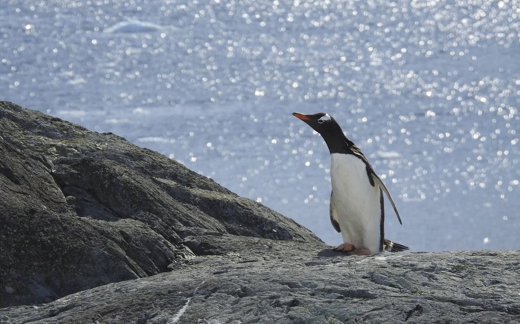 Kunstmatige sneeuwbuien moeten voorkomen dat de West-Antarctische ijskap versneld verder smelt. beeld EPA, Claudia Kielkopf