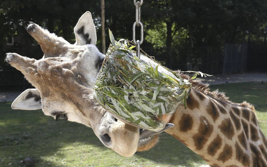 Ter verkoeling, maar vooral als afleiding kreeg een aantal bewoners van Ouwehands Dierenpark in Rhenen woensdag een maaltijd verpakt in ijs. Veel moeite hoefden de giraffe, mandrils en ijsberen niet te doen om hun voedsel uit het ijs te knagen: de traktat