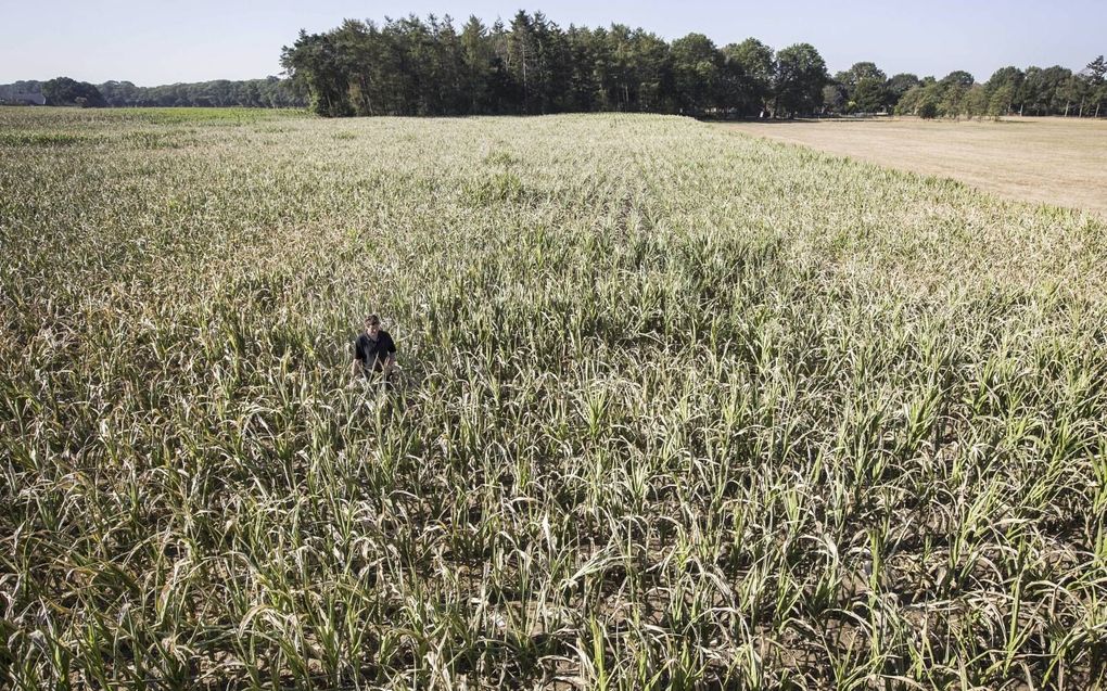 De mais van agrariër Bert Sloetjes in het Achterhoekse Halle heeft te lijden van de aanhoudende droogte. Twente en de Achterhoek zijn de droogste gebieden van Nederland met een zeer lage grondwaterstand. beeld ANP, Vincent Jannink