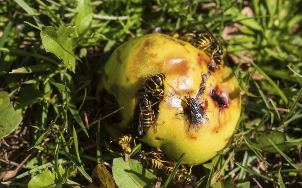 Wespen op afstand houden kan prima met rottend fruit. beeld iStock
