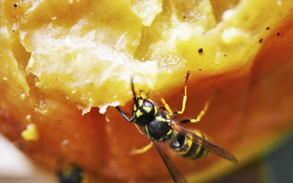 Wespen halen nectar uit bloemen. De suikers hebben de insecten nodig als brandstof. beeld Theo Haerkens