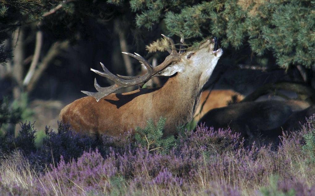 Blik op een burlend hert. De eerste amateur- en natuurfotografen verzamelen zich langs de Wildbaanweg op Nationaal Park de Hoge Veluwe. Begin september begint de bronsttijd en kunnen er foto’s gemaakt worden van burlende en parende herten.  beeld VidiPhot