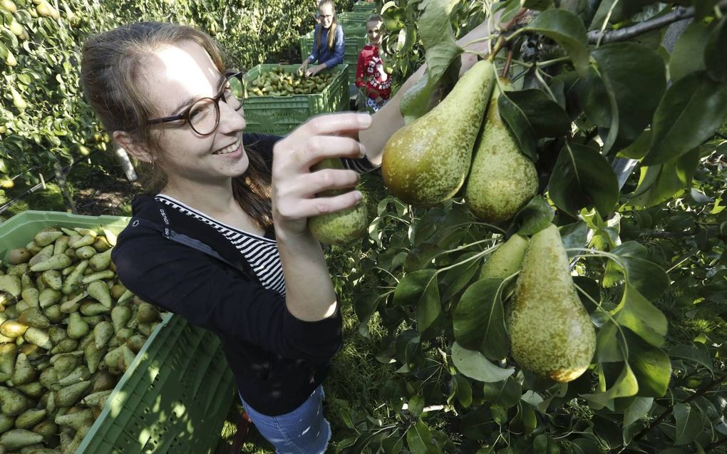 Betuwenaren plukten zaterdag peren voor het goede doel. beeld VidiPhoto