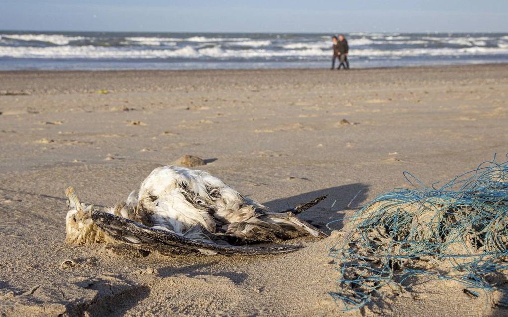 Aangespoelde dode noordse stormvogel. beeld Wageningen Marine Research