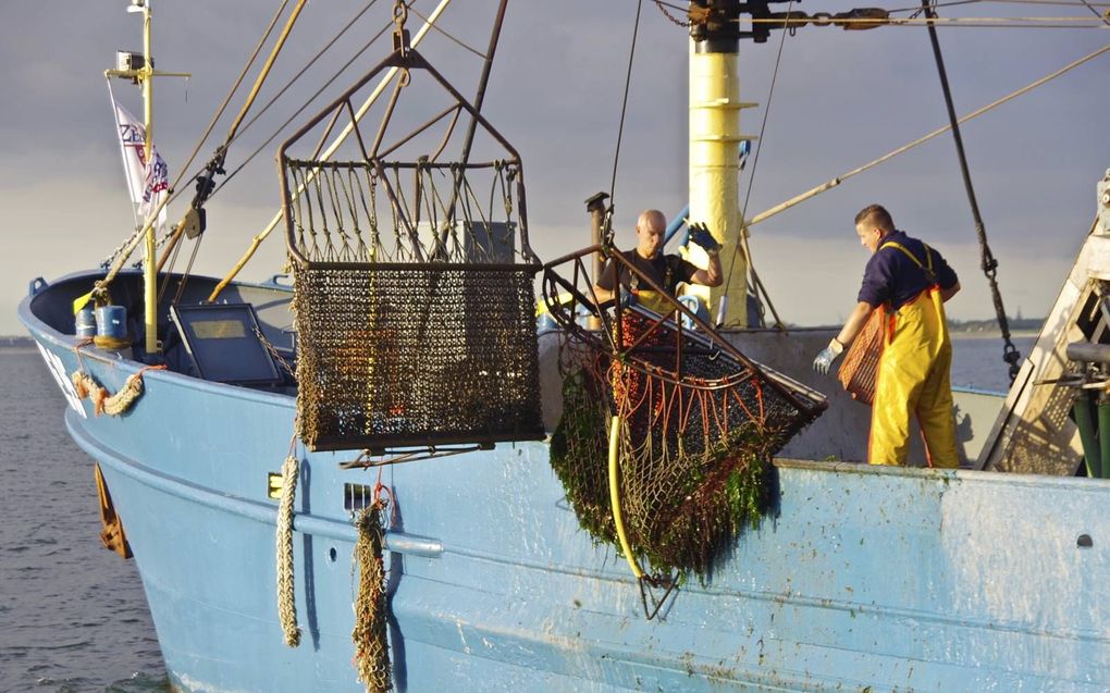 De eerste oesters worden tijdens de jaarlijkse seizoensopening opgevist op de Oosterschelde. In Yerseke worden jaarlijks miljoenen oesters gekweekt. Honderden gezinnen in het Zeeuwse dorp zijn direct of indirect beroepsmatig afhankelijk van deze branche. 