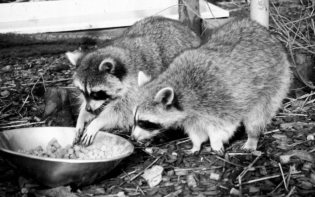 Wasberen bij opvangcentrum voor uitheemse dieren Stichting AAP in Almere. beeld ANP, Hans Steinmeier