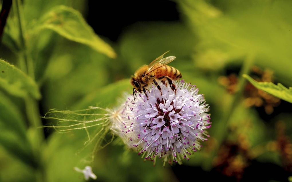 „Als de bij uitsterft doordat de EU geen serieuze maatregelen neemt, zijn de gevolgen voor de natuur en voor onze voedselproductie rampzalig”, aldus Anja Hazekamp (Partij voor de Dieren). beeld ANP, Sander Koning