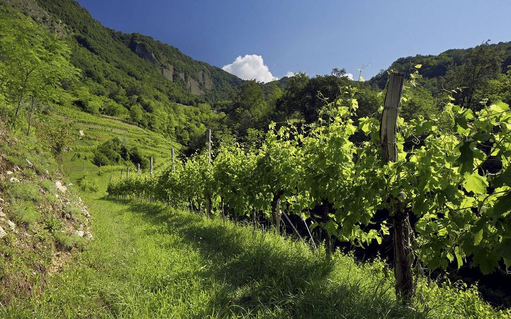 Prosecco is een soort champagne die steeds populairder wordt. Foto: een wijngaard in Noordoost-Italië waar de drank vandaan komt. beeld Ewout Kieckens