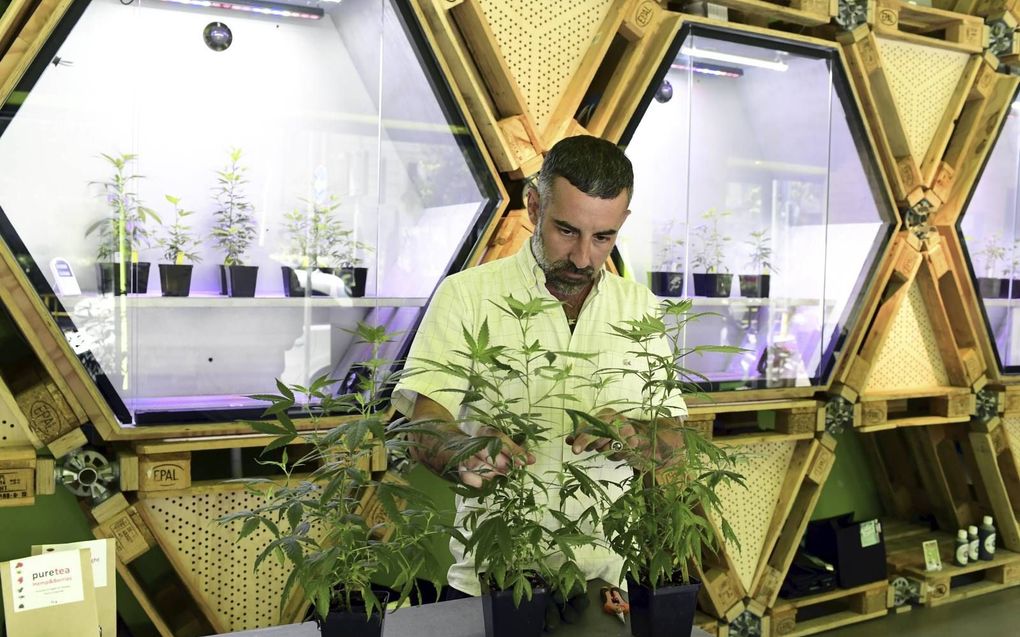 Hemp Embassy in Milaan, één van de eerste zaken in Italië waar openlijk cannabis wordt verhandeld. beeld AFP, Miguel Medina