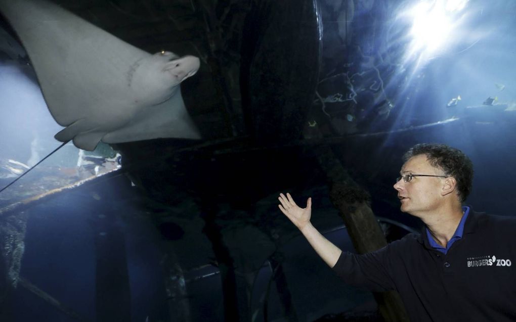 Bioloog Janse in de tunnel bij de adelaarsroggen. De meest viriele rog, nr. 6, vertrekt maandag naar Denemarken. beeld VidiPhoto