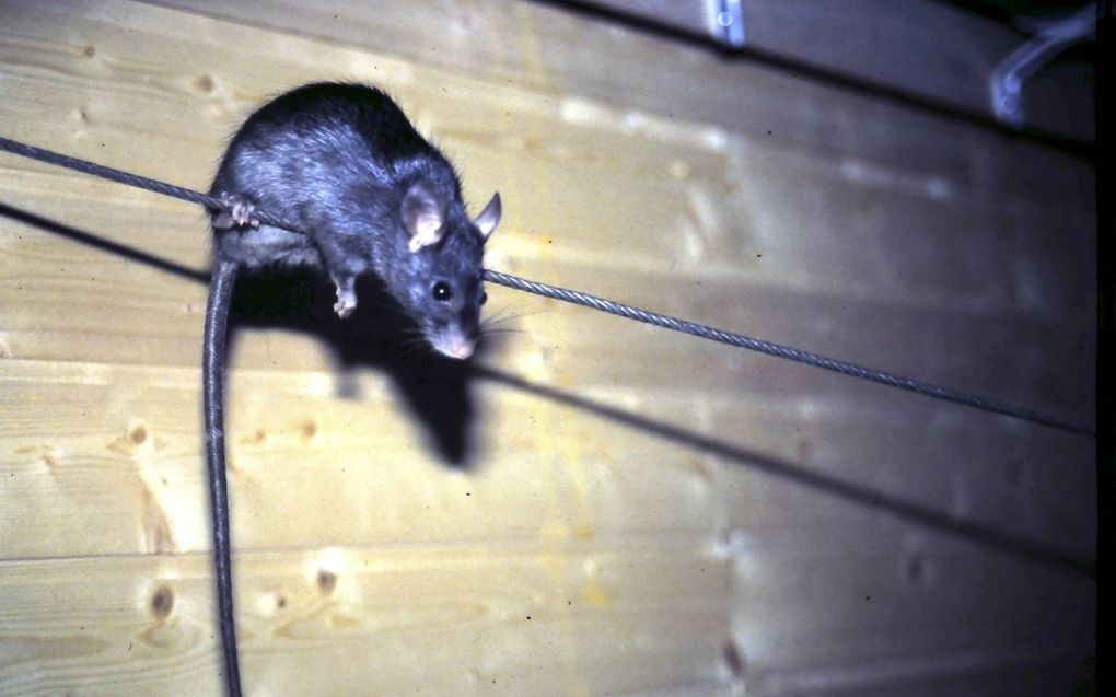 Rattenvangers zien hun handen steeds vaker gebonden. beeld Eck Bedrijfshygiëne