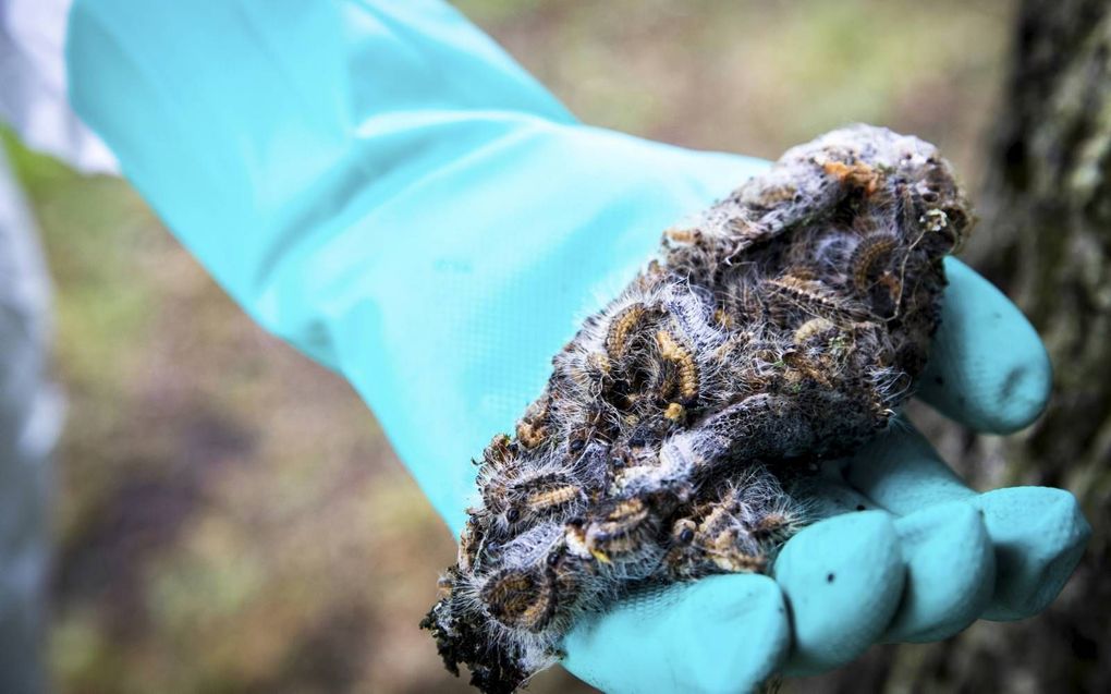 Het bacteriepreparaat tegen de eikenprocessierups doodt ook de rupsen van andere vlindersoorten, waarschuwt De Vlinderstichting. beeld ANP, Jeroen Jumelet