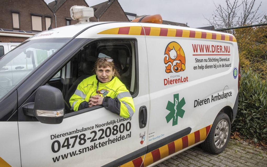 Vrijwilliger Jenny Engbrocks bij de dierenambulance van het team Noord-Limburg. Ze rukte op de warmste dag van 2019 een paar keer uit voor dieren die in moeilijkheden zaten. beeld RD, Henk Visscher