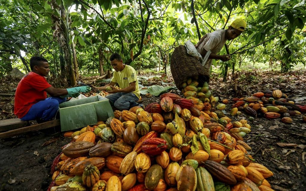 Werknemers van een cacaoplantage in de Braziliaanse regio Zuid-Bahia controleren of de geoogste cacaobonen voldoen aan de kwaliteit van het strenge keurmerk. beeld AFP, Rafael Martins