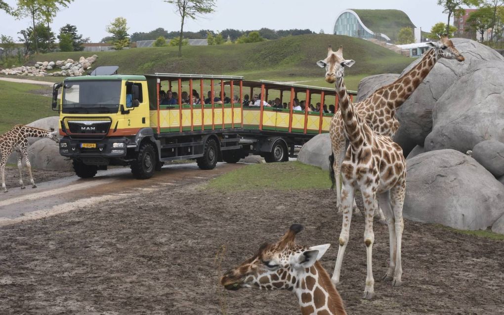 Wildlands verhuisde naar een buitenwijk van Emmen. Sindsdien hoeft het dierenpark geen maatregelen meer te treffen vanwege vuurwerk rond de jaarwisseling. beeld Theo Haerkens