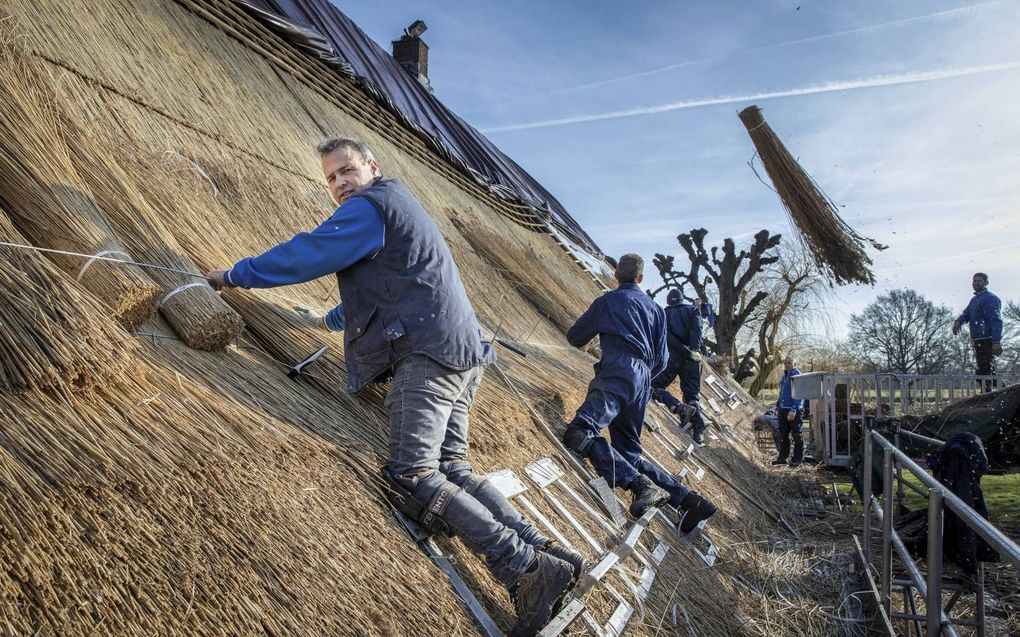 Rietdekkers van Van Ettekoven uit Loosdrecht steken de handen uit de mouwen. Op de voorgrond Willem van Ettekoven, die met zijn broer Evert-Jan als achtste generatie leiding geeft aan het familiebedrijf. beeld RD, Henk Visscher