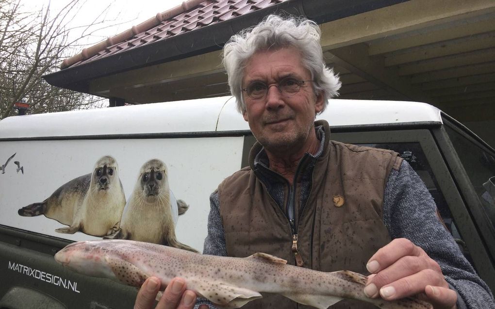 Ad van den Berge met een dode hondshaai. De zeehondenredder vond het exemplaar op het strand van Westvoorne. beeld Aad Albas