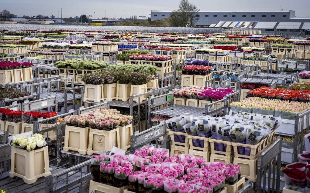 Miljoenen onverkochte bloemen en planten stonden maandag bij bloemenveiling FloraHolland in Aalsmeer klaar om vernietigd te worden. beeld ANP, Lex van Lieshout