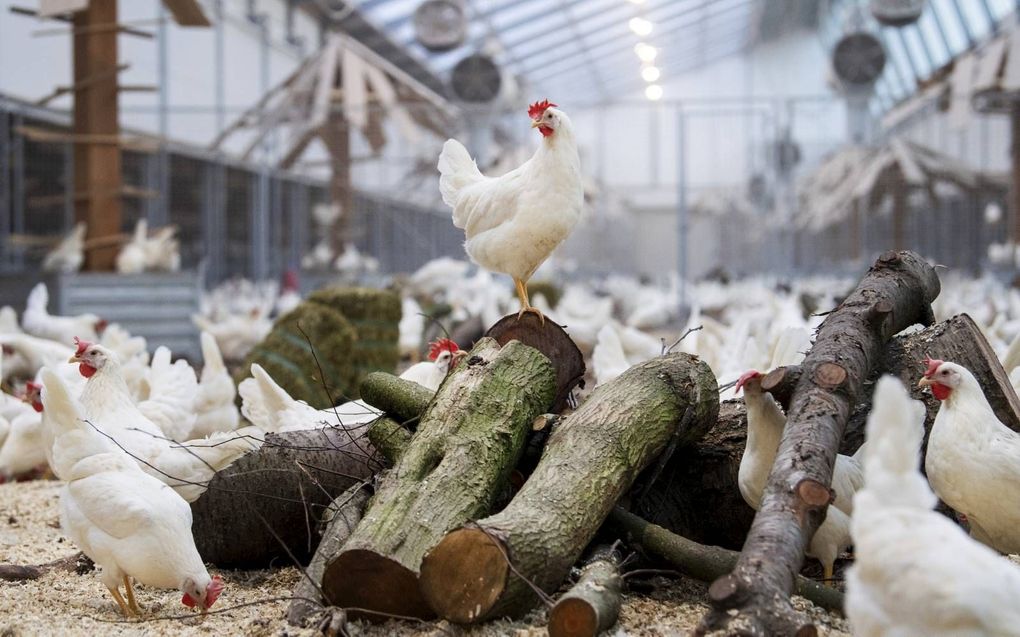 Kippenstal in het Gelderse Beuningen. De Wageningen Universiteit onderzoekt of dieren het coronavirus Covid-19 kunnen overdragen op mensen. beeld ANP, Piroschka van de Wouw