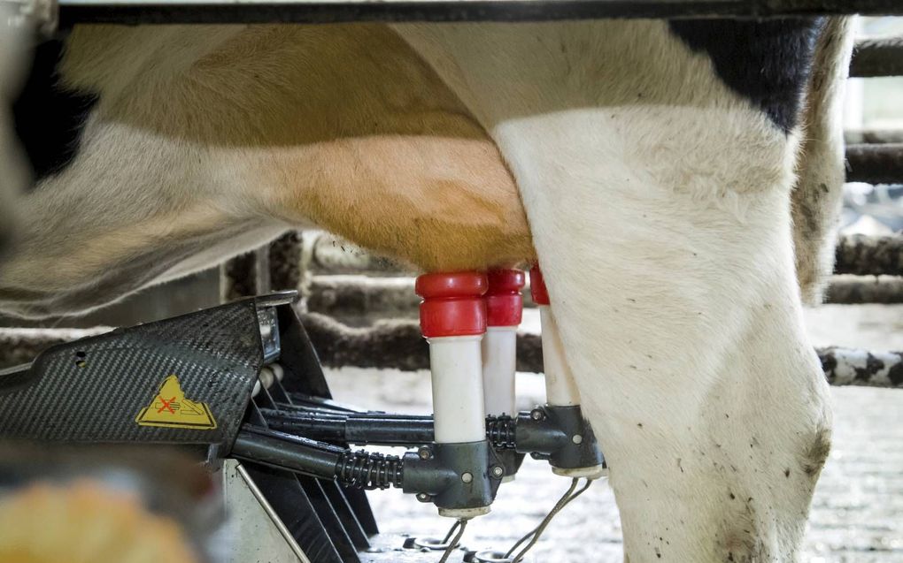 De melk van Nederlandse koeien wordt allemaal verwerkt. De zuivelfabrieken hebben afgesproken elkaar zonodig te helpen. In onder meer Canada, de VS en Frankrijk laten boeren melk weglopen omdat de zuivelmarkt door de coronacrisis is verstoord. beeld ANP, 