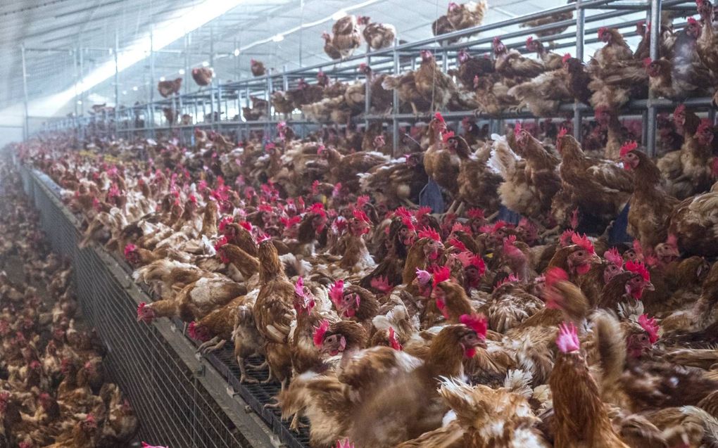 Intensieve veehouderij kunnen een broedplaats worden voor virale en bacteriële ziekteverwekkers. Foto: een Franse kippenboerderij. beeld iStock