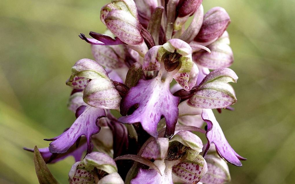 Boswachter Casper Zuyderduyn vond de Hyacintorchis in de duinen bij Noordwijk. beeld Wikimedia