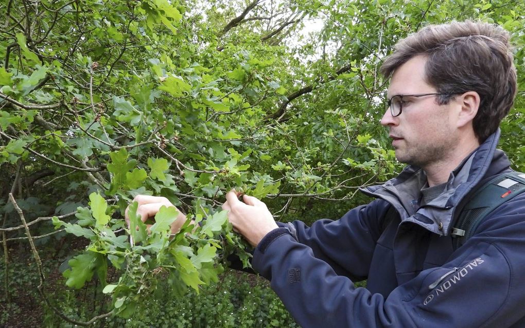 Jurriën van Deijk van De Vlinderstichting zoekt rupsen op een zomereik. beeld Kees van Reenen