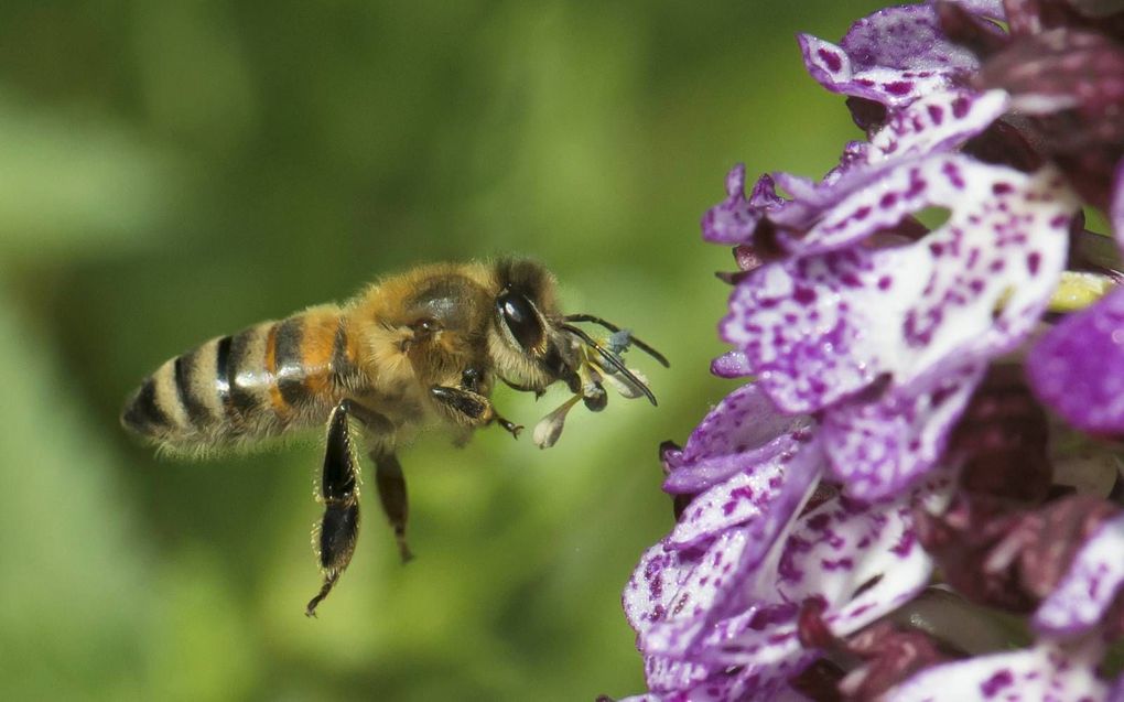 Een honingbij –met stuifmeelklompes– bezoekt een purperorchis. beeld Jacques Kleynen