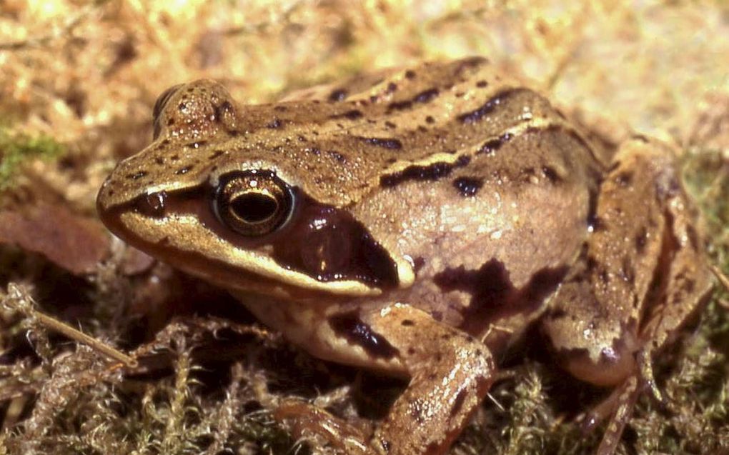 De eerste heikikkers zijn al weer terug in het door brand verwoeste natuurgebied Deurnese Peel. beeld Wikimedia